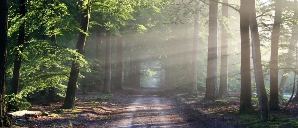 De kracht van de natuur