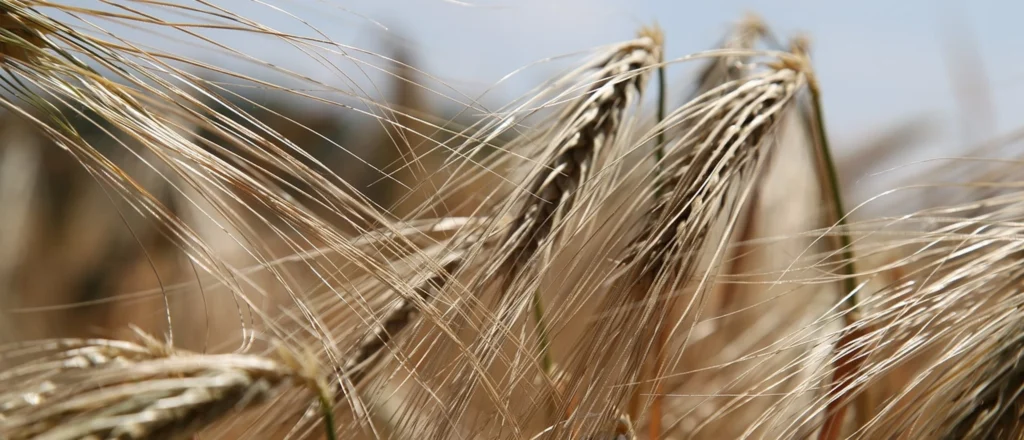 Gluten vervangen. Hoe doe je dat?