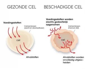 cel-omega-3-blog