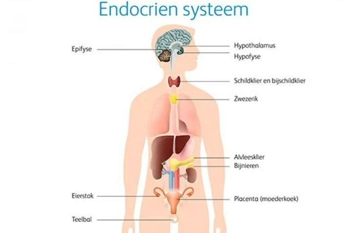 gezondheid, kracht, weerbaarheid